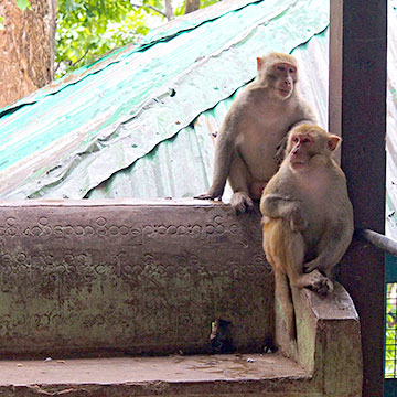 Les singes du Mont Popa