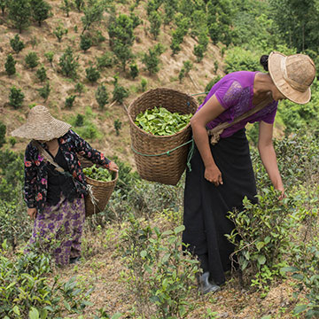 Plantations de thé de Pindaya