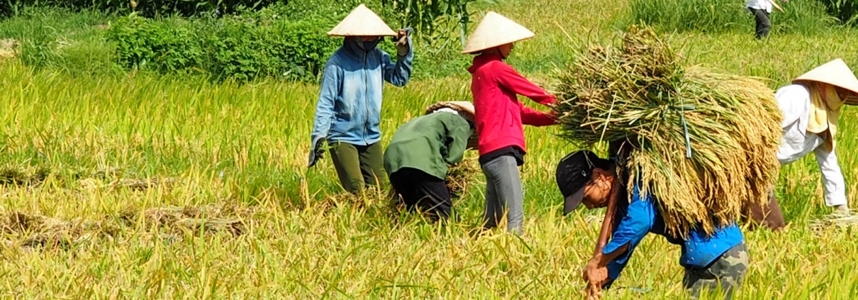 Rencontre avec les Thai Blanc de Nghia Lo