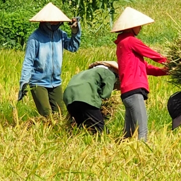 Rencontre avec les Thai Blanc de Nghia Lo