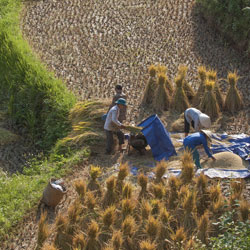 récolte du riz dans la région de Hoang Su Phi