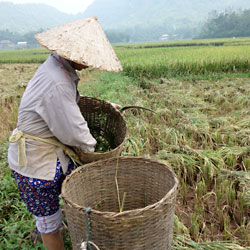 récolte du riz à Mai Chau au nord Vietnam
