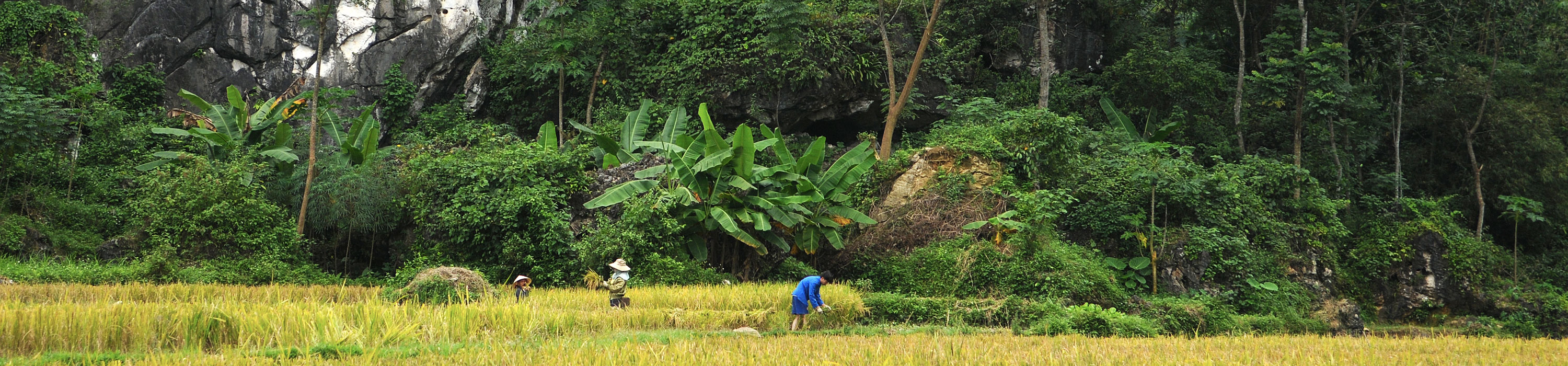 Récolte du riz dans la réserve de Pu Luong