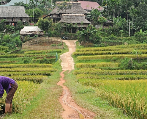 Récolte du riz dans la réserve de Pu Luong