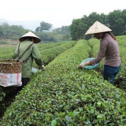 Cueillette du thé dans les collines du nord Vietnam