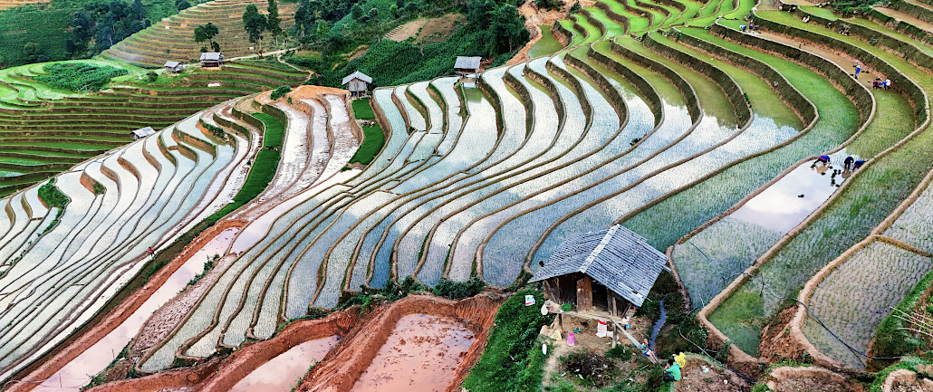 repiquage du riz et rizières en eau à Mu Cang Chai