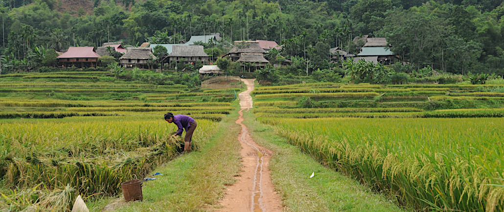 SADV_Pu_Luong_01 récolte du riz dans la réserve de Pu Luong